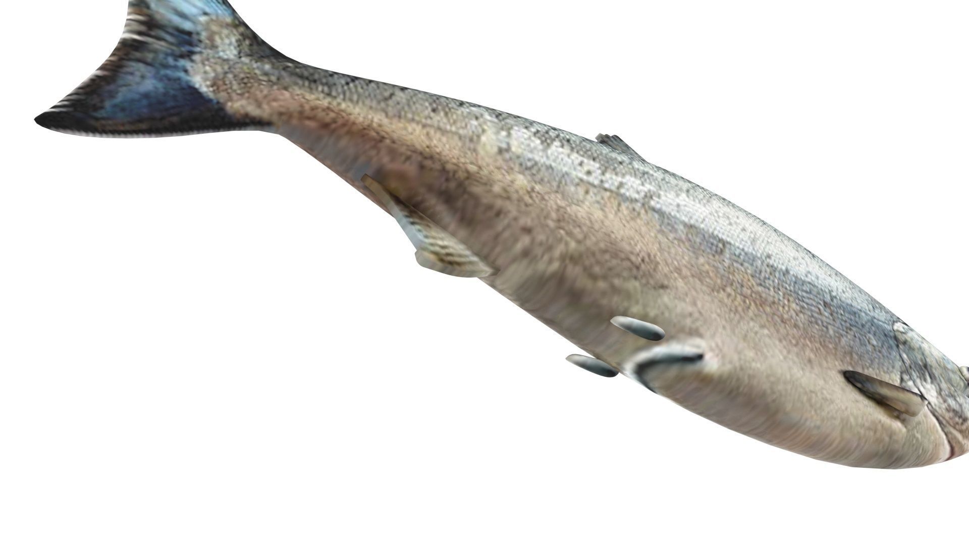 Animated and Rigged Swimming Salmon Fish 3D model_20