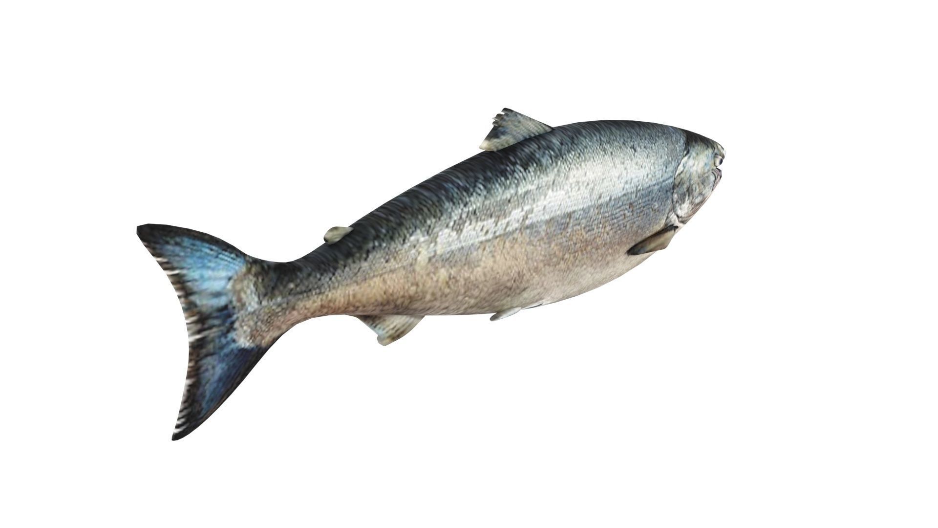 Animated and Rigged Swimming Salmon Fish 3D model_9