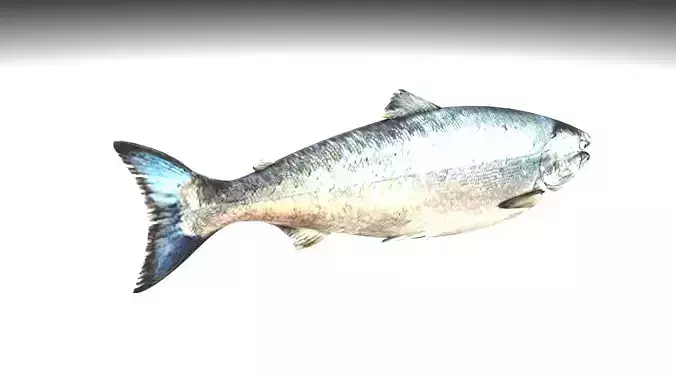 Animated and Rigged Swimming Salmon Fish 3D model