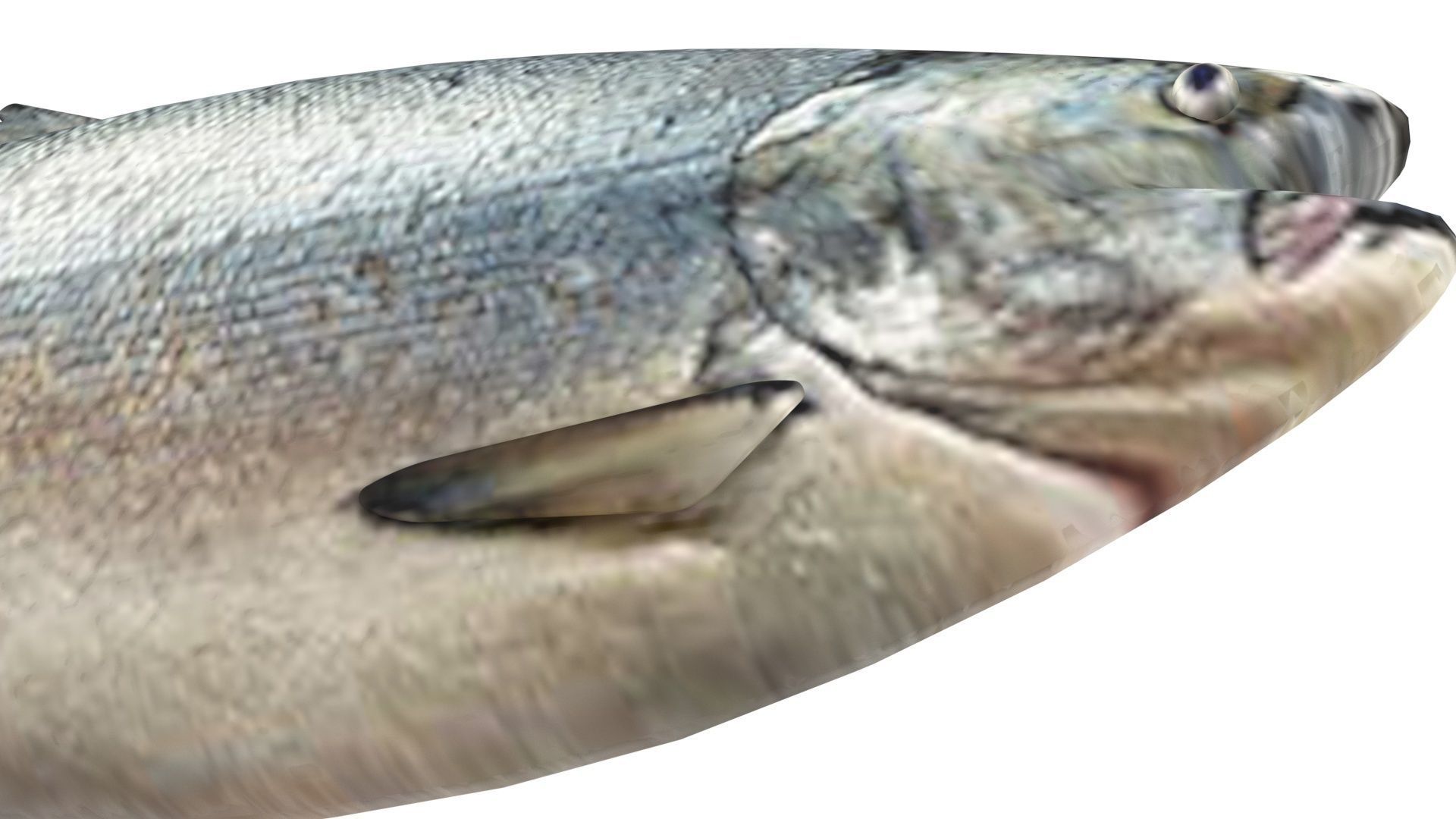 Animated and Rigged Swimming Salmon Fish 3D model_19