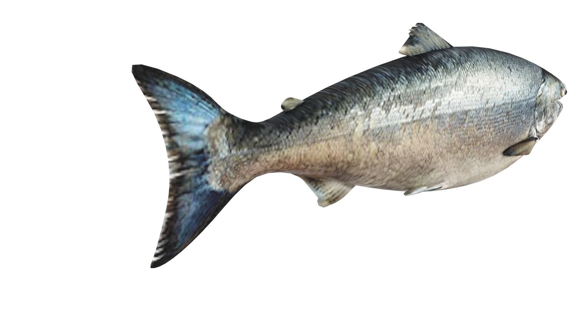 Animated and Rigged Swimming Salmon Fish 3D model_17