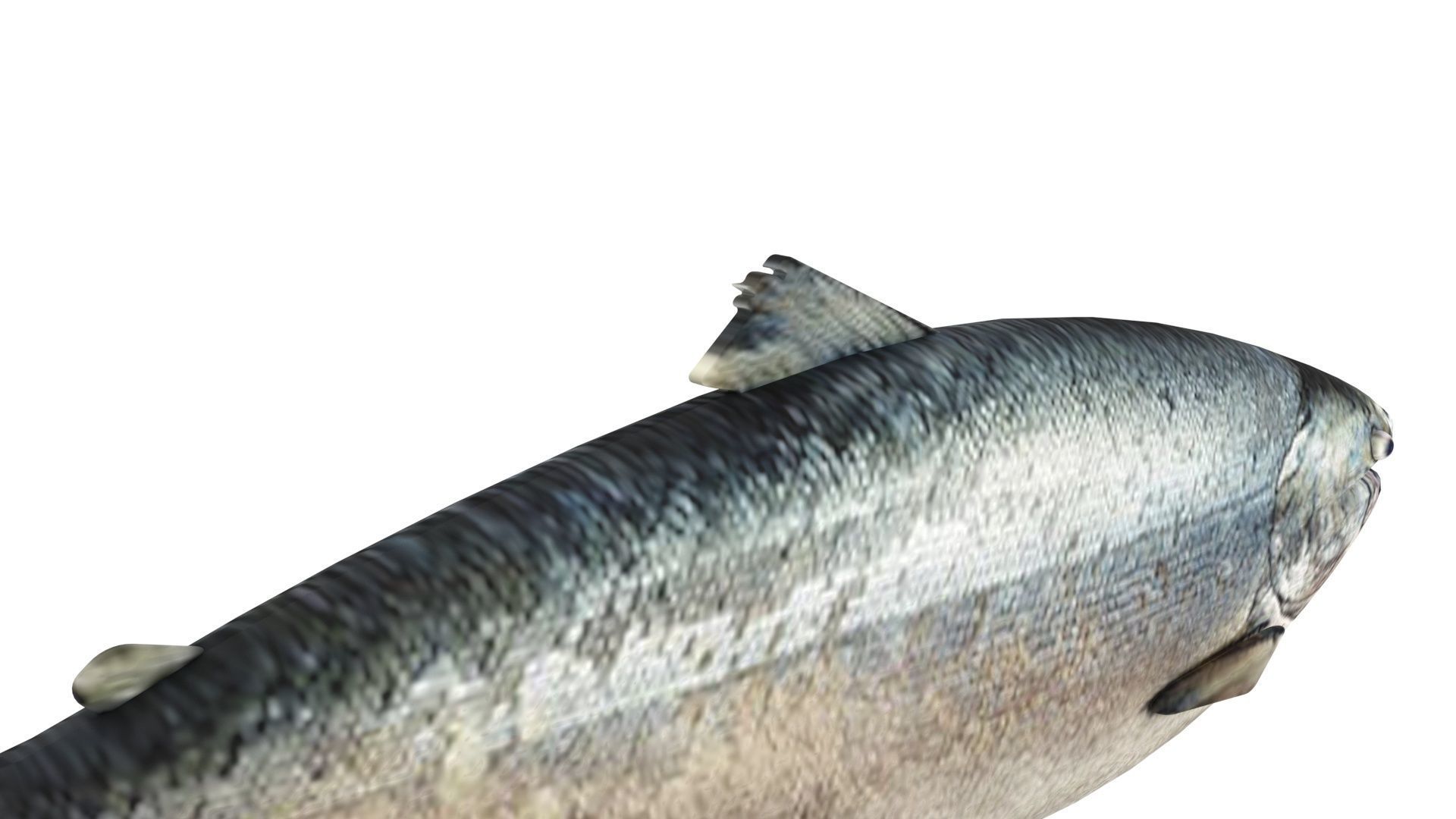 Animated and Rigged Swimming Salmon Fish 3D model_16