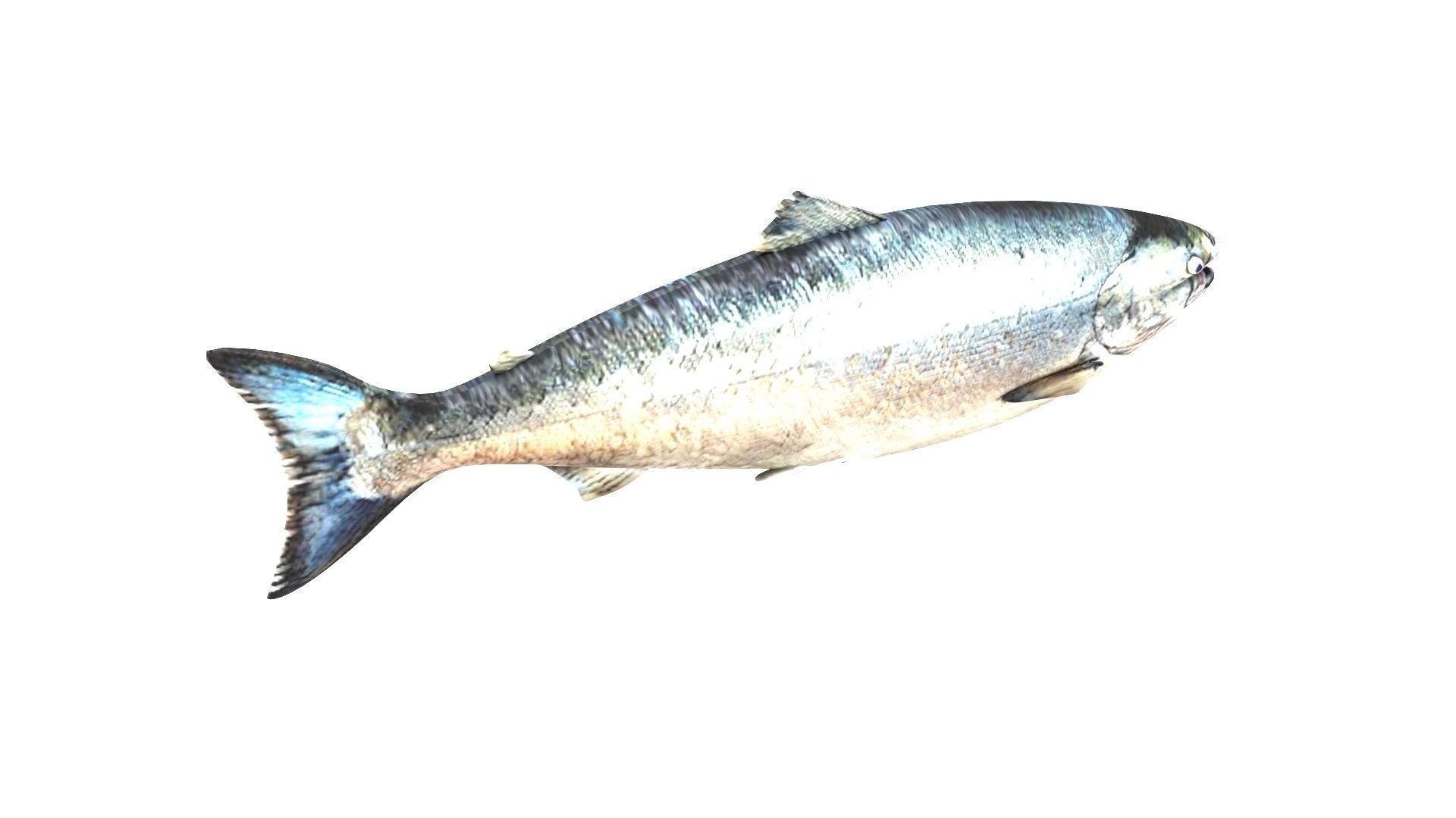 Animated and Rigged Swimming Salmon Fish 3D model_4