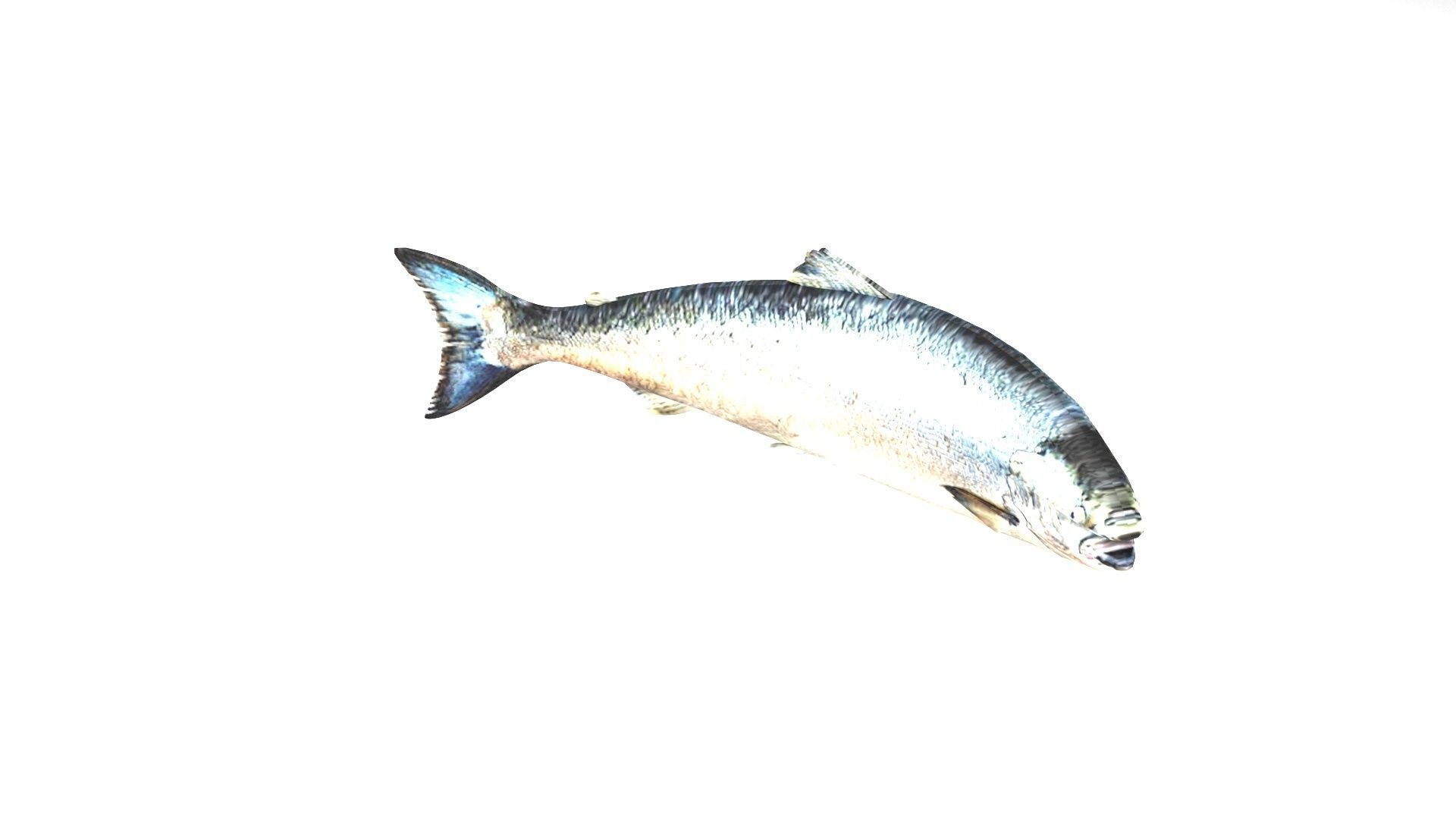 Animated and Rigged Swimming Salmon Fish 3D model_6