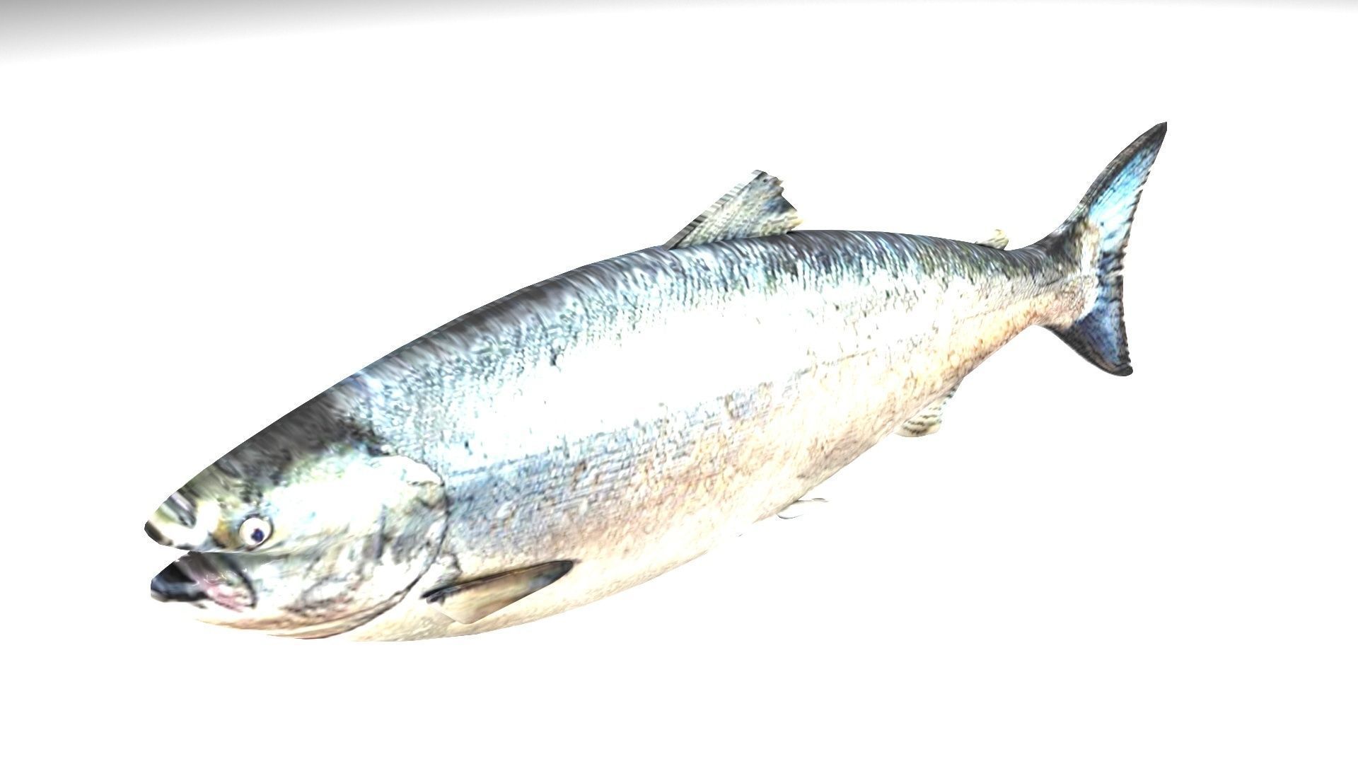 Animated and Rigged Swimming Salmon Fish 3D model_2