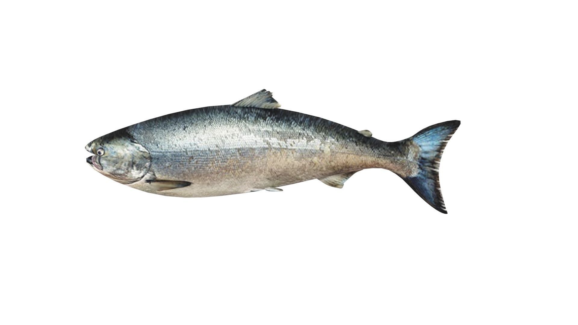 Animated and Rigged Swimming Salmon Fish 3D model_10