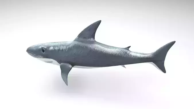 Animated and Rigged Swimming White Shark 3D model