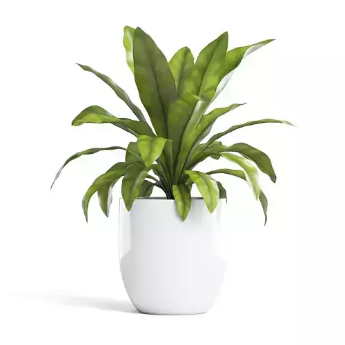 Birds Nest Fern Plant