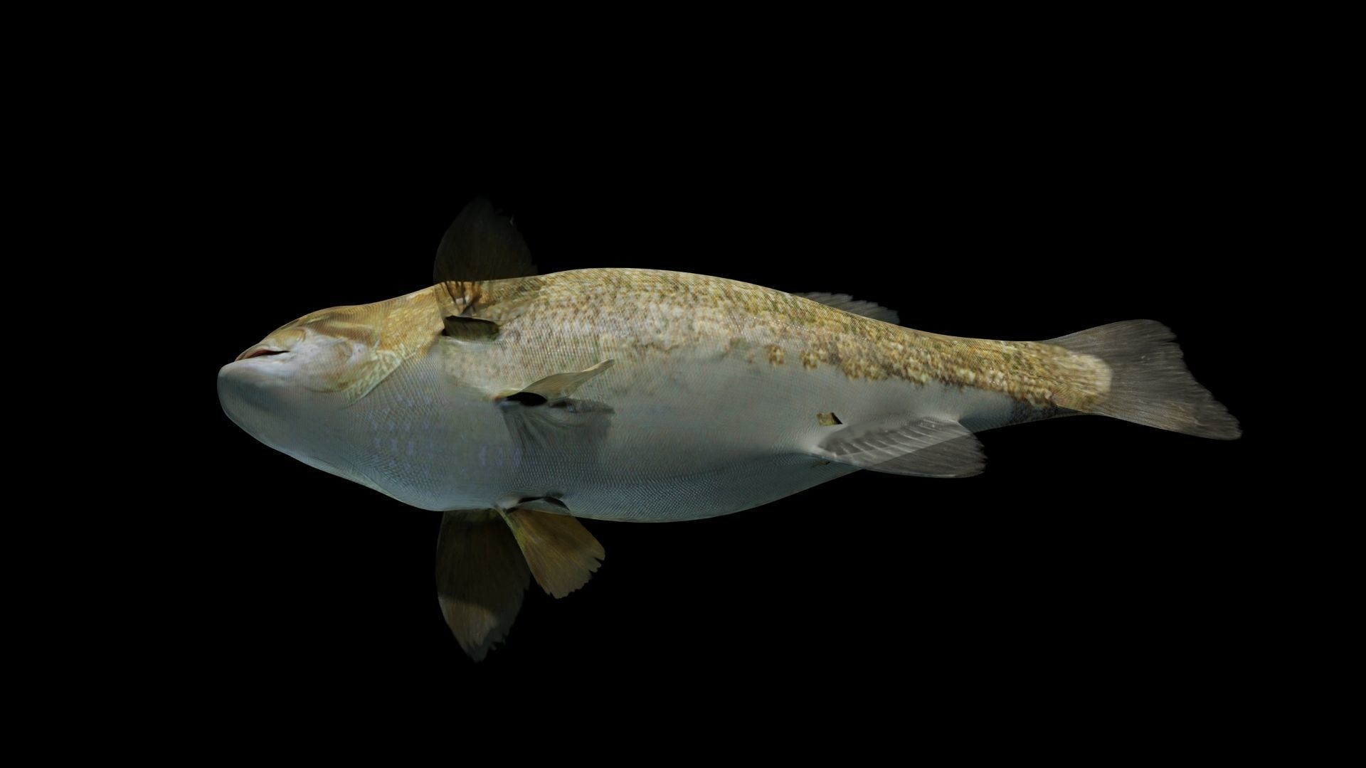 Smallmouth Bass Low-poly 3D model_11