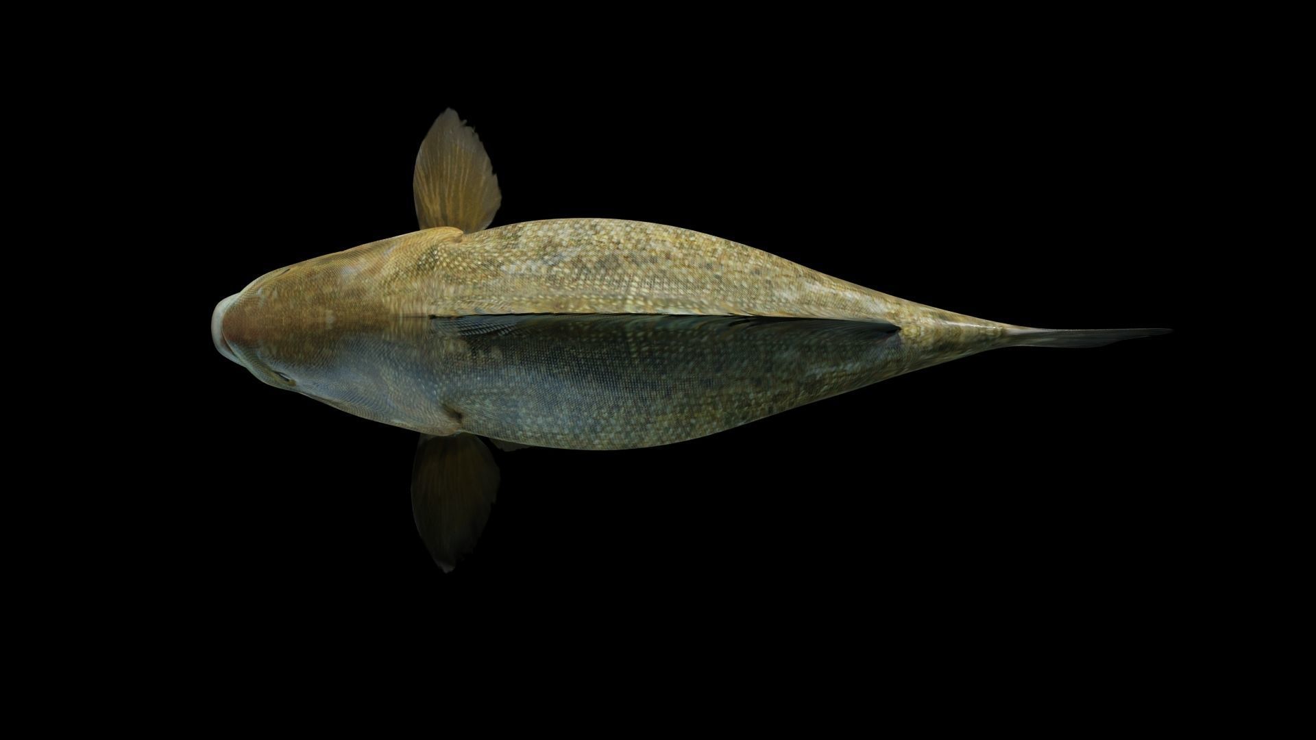 Smallmouth Bass Low-poly 3D model_8