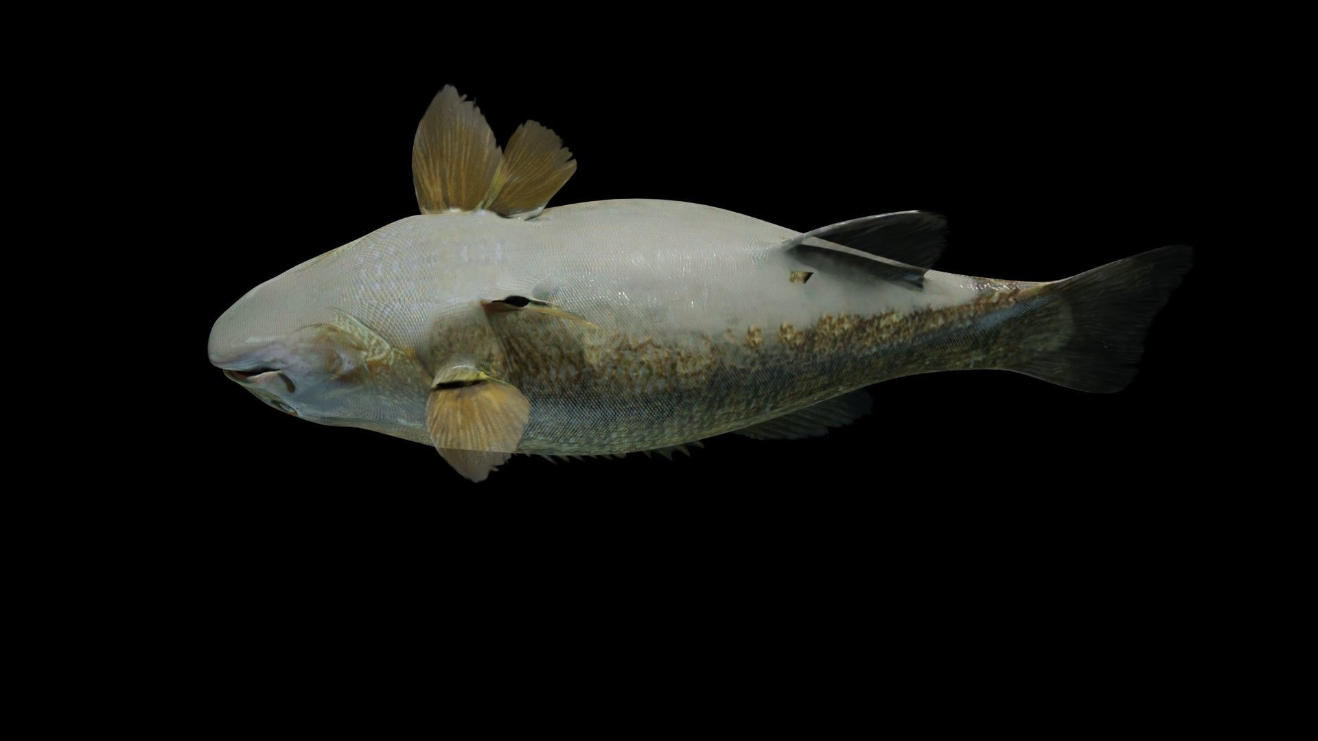 Smallmouth Bass Low-poly 3D model_10