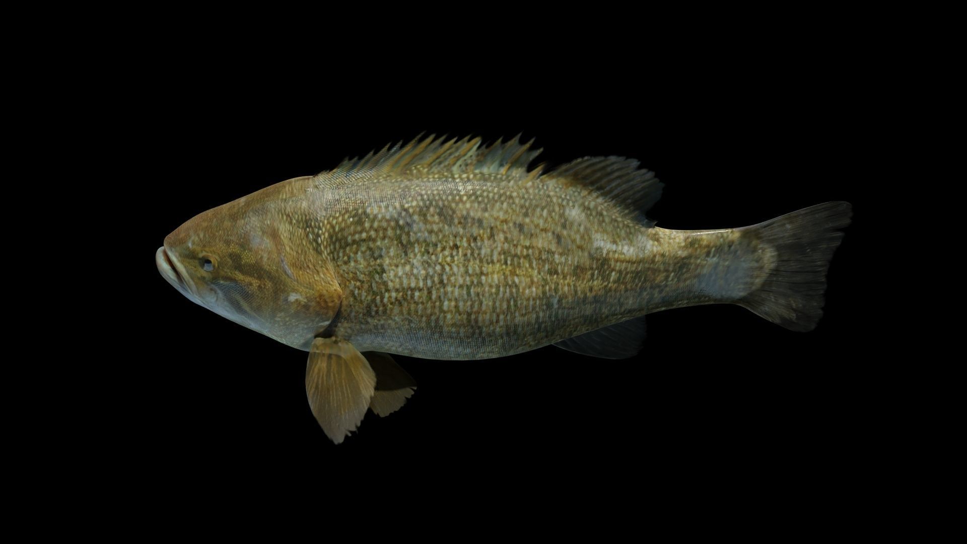 Smallmouth Bass Low-poly 3D model_7