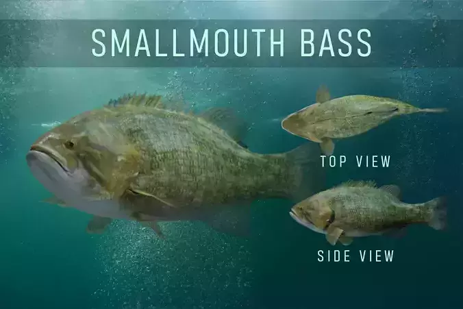 Smallmouth Bass Low-poly 3D model