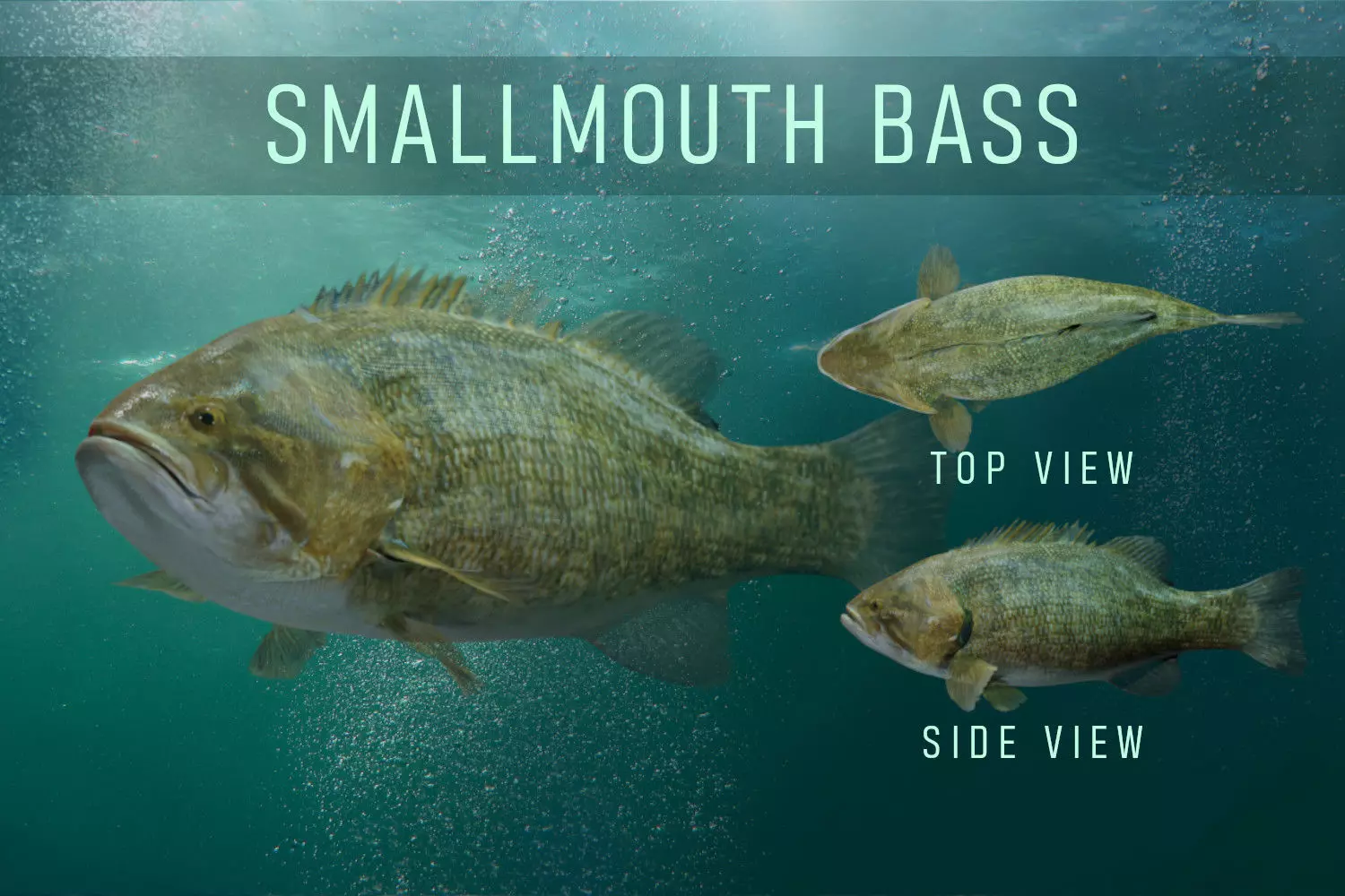 Smallmouth Bass Low-poly 3D model_0