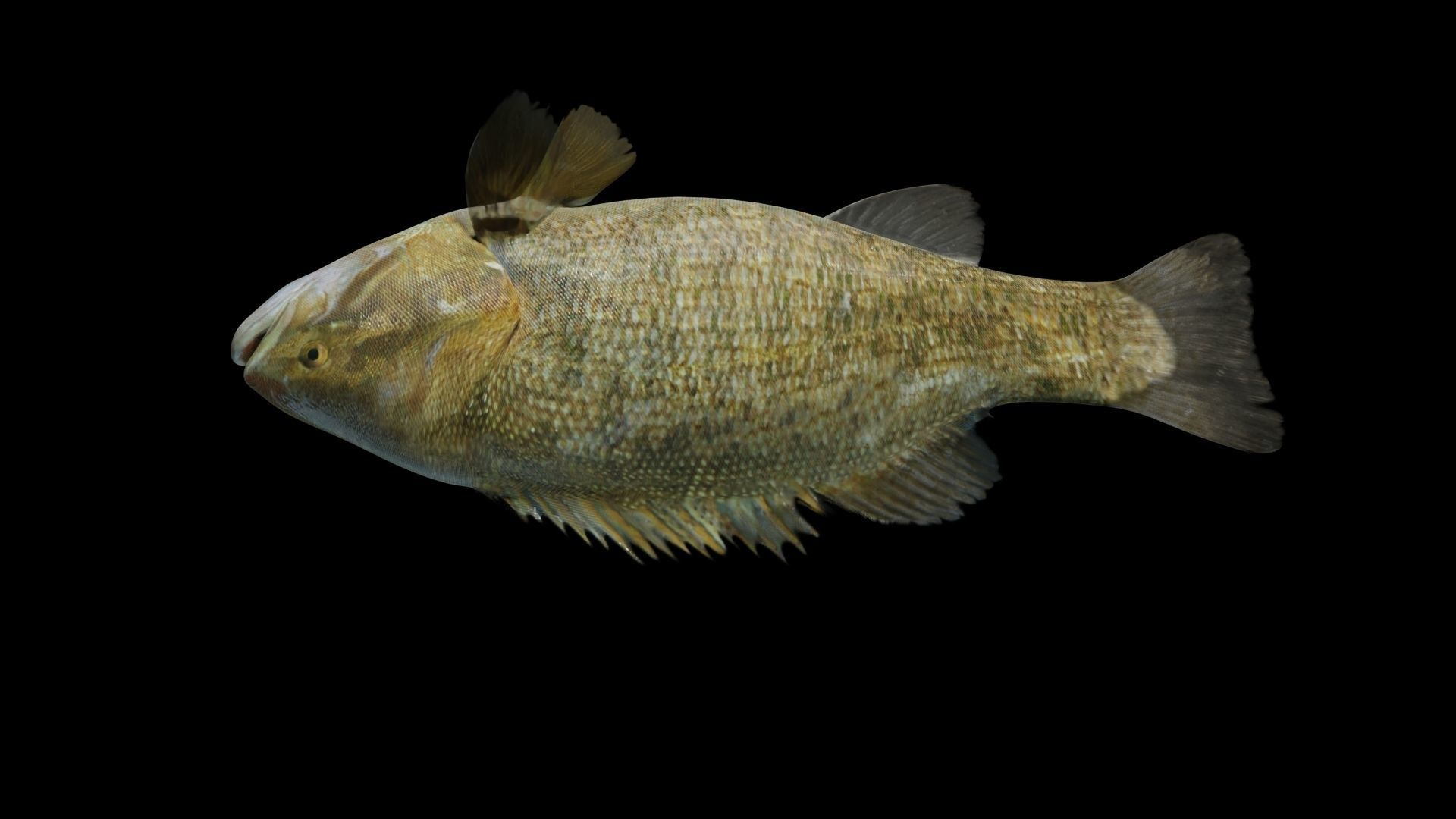 Smallmouth Bass Low-poly 3D model_9