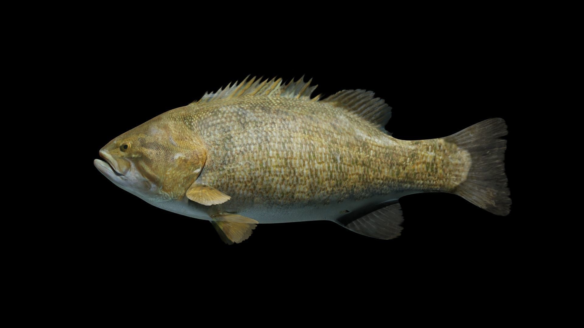Smallmouth Bass Low-poly 3D model_12
