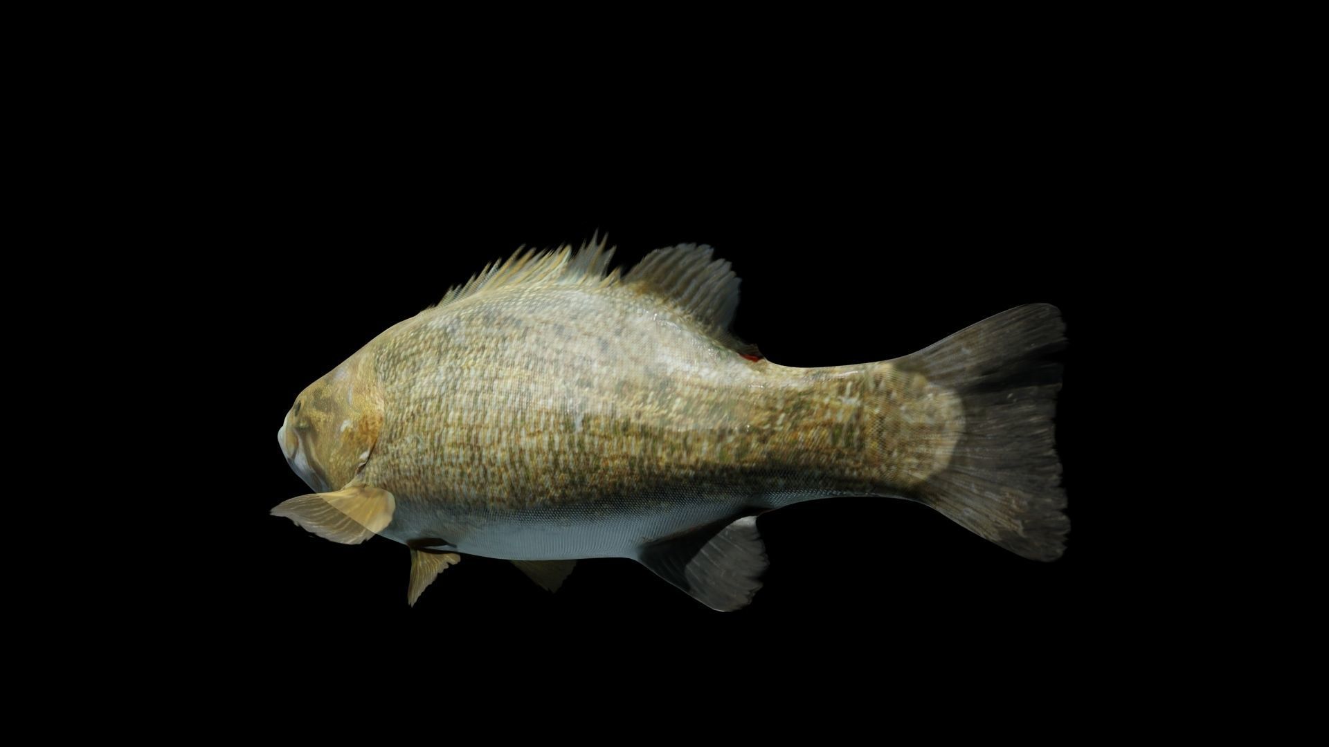 Smallmouth Bass Low-poly 3D model_5