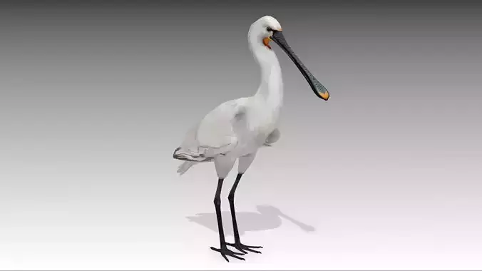 Spoonbill stork Low-poly 3D model