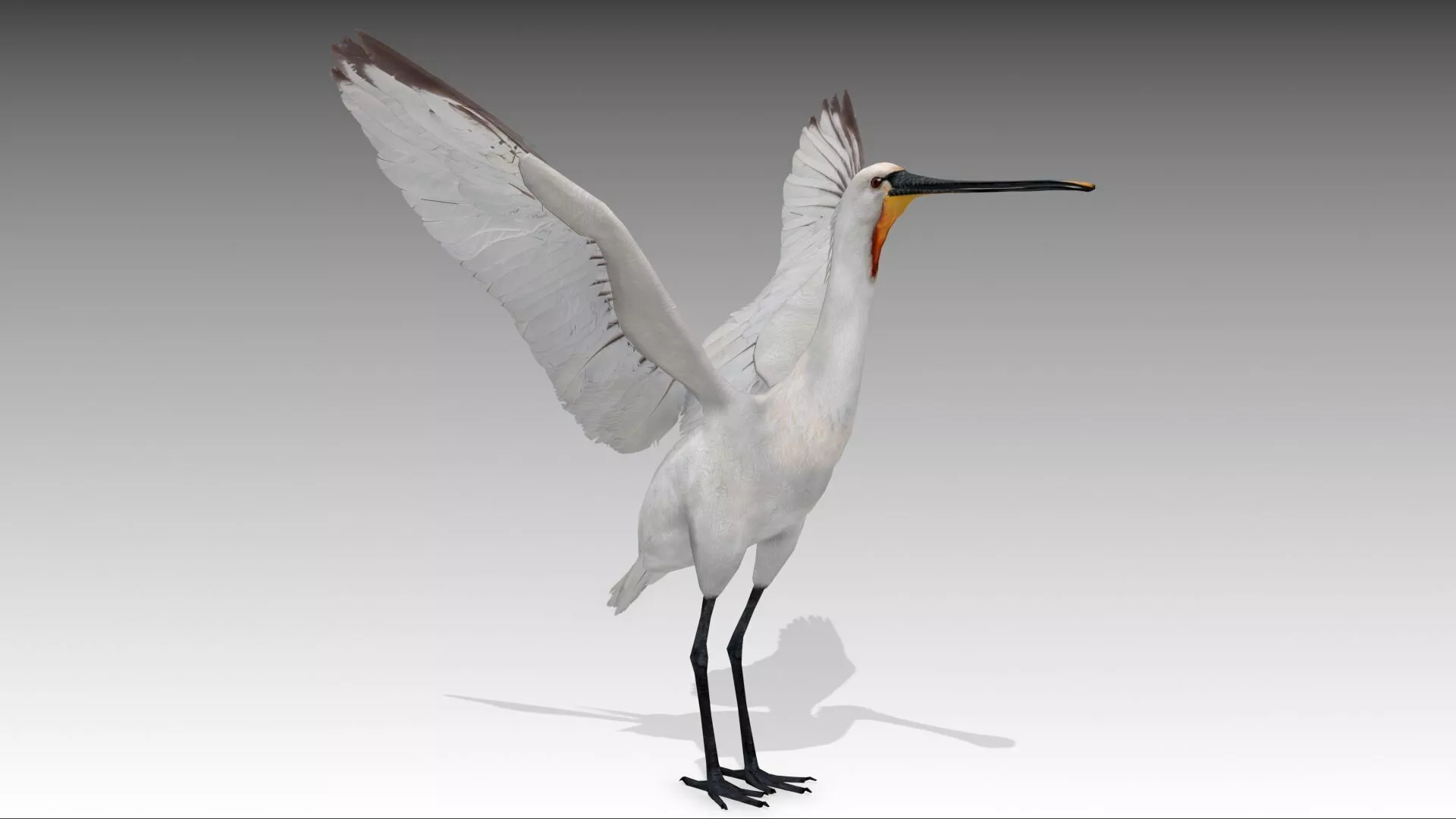 Spoonbill stork Low-poly 3D model