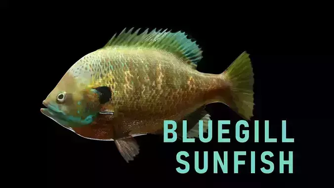 Bluegill Sunfish Low-poly 3D model