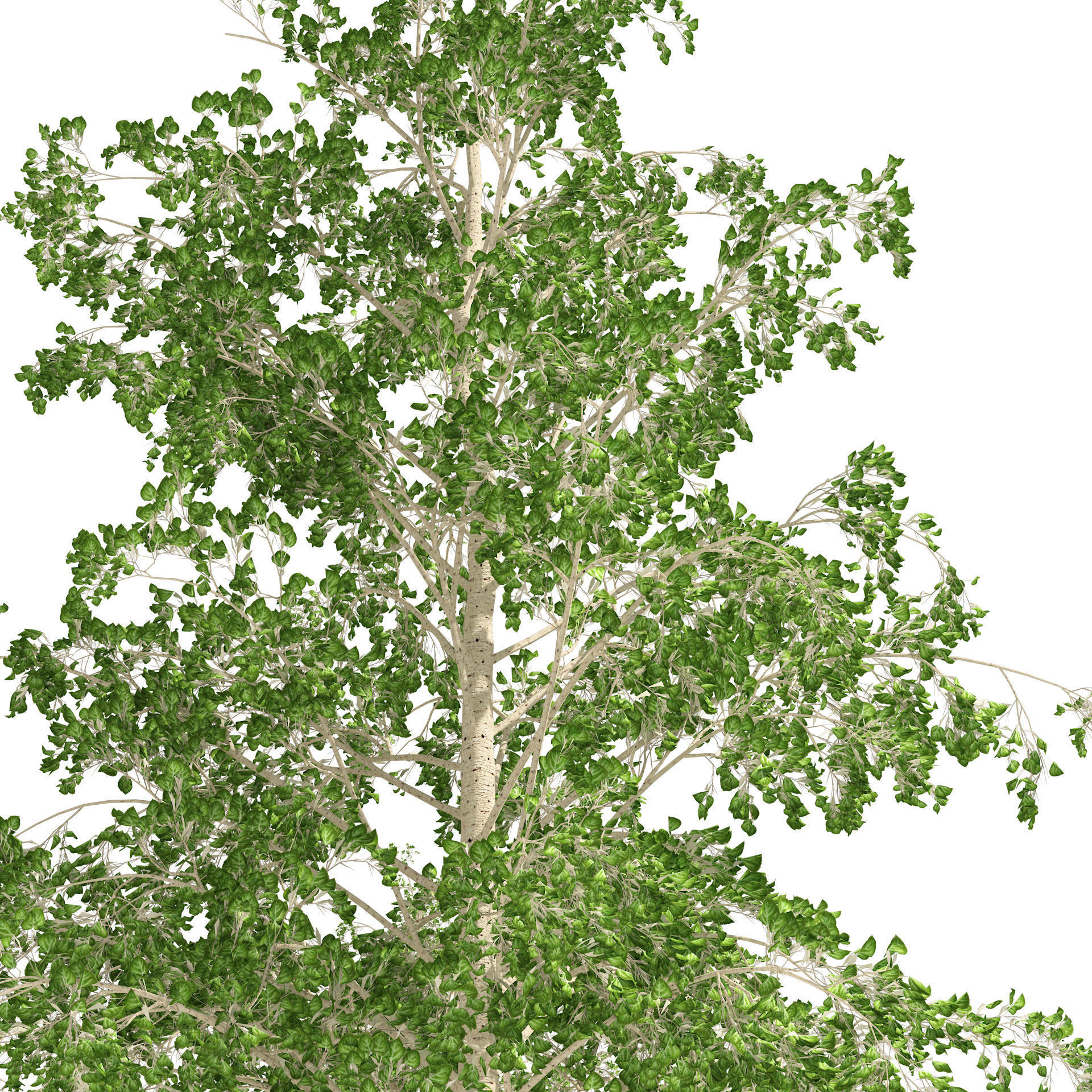 Fall green and winter quaking aspen trees 3D model_2