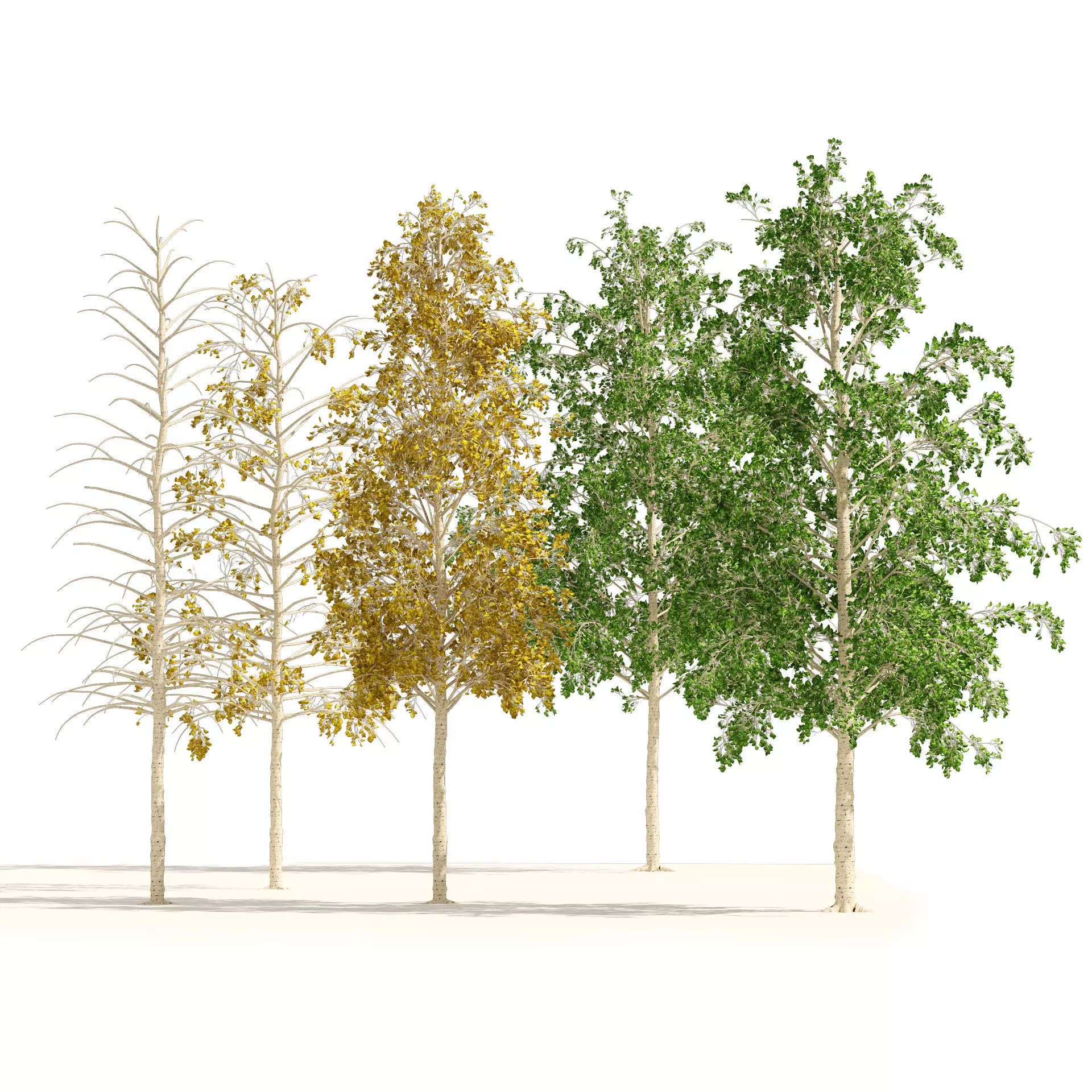 Fall green and winter quaking aspen trees 3D model_0
