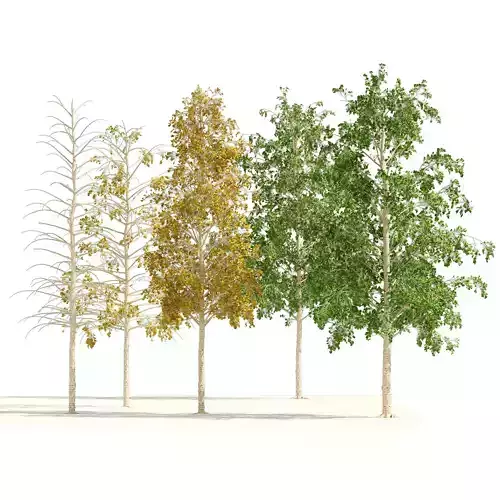Fall green and winter quaking aspen trees 3D model