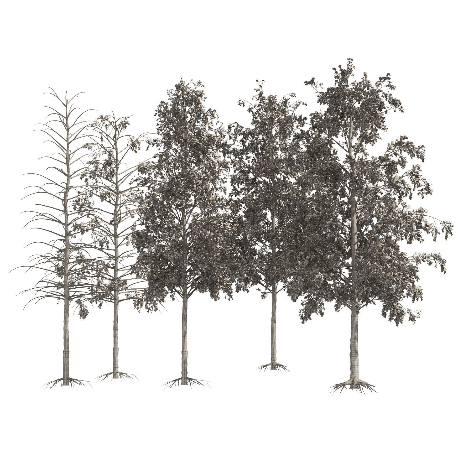 Fall green and winter quaking aspen trees 3D model_6