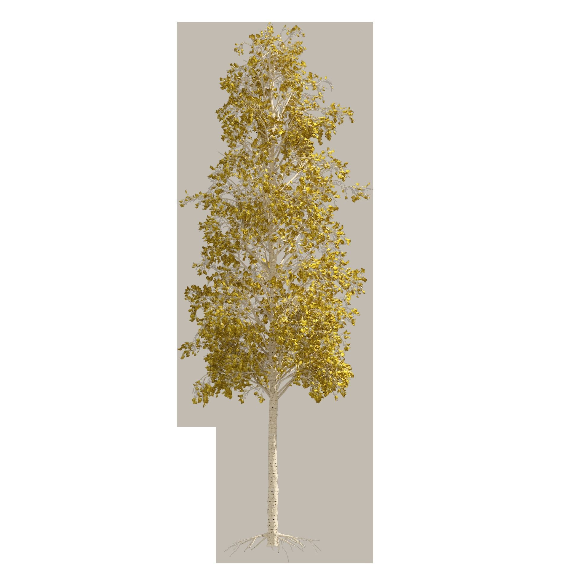 Fall green and winter quaking aspen trees 3D model_8