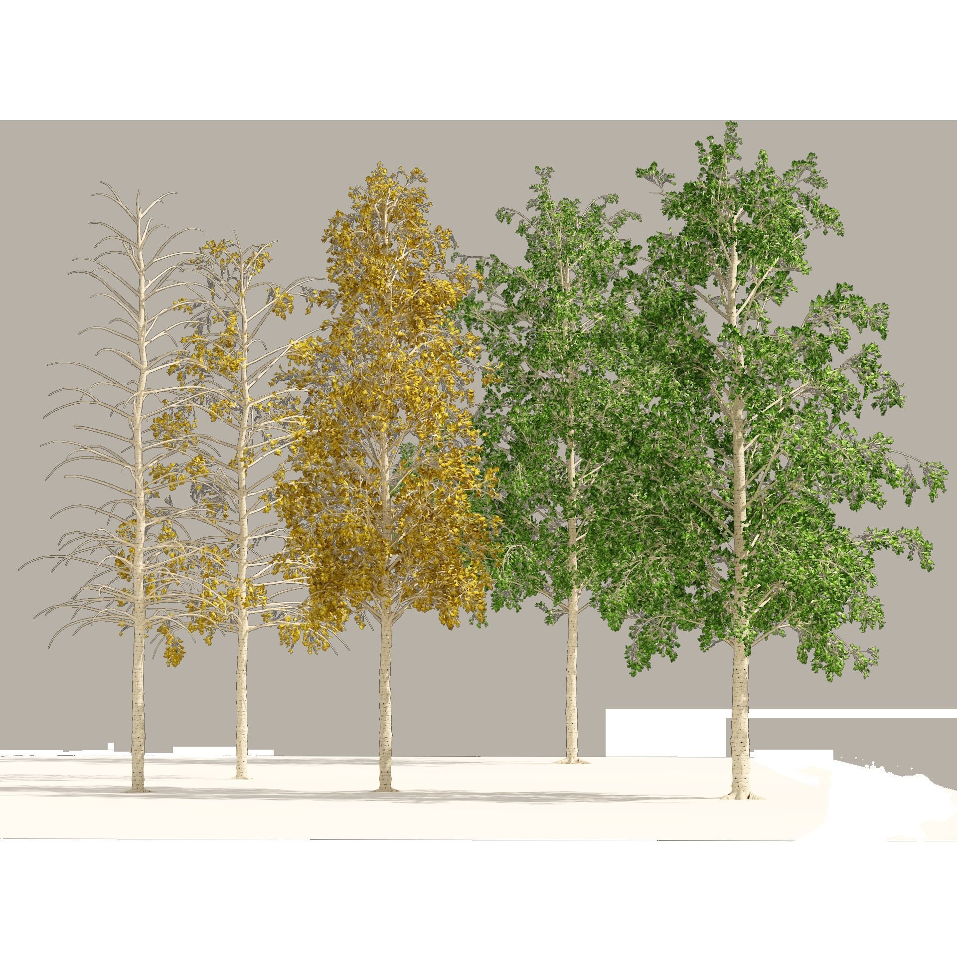 Fall green and winter quaking aspen trees 3D model_7