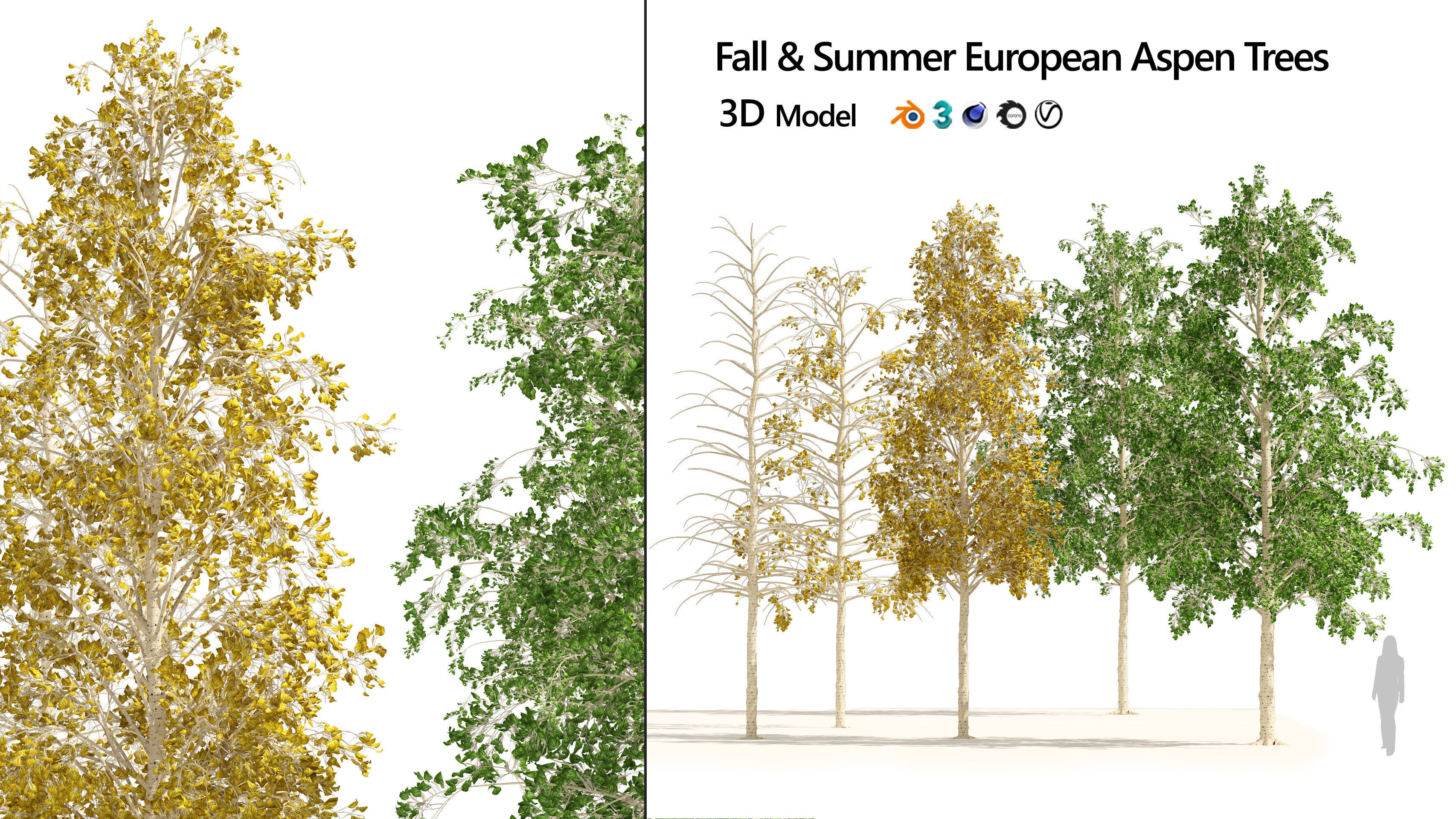 Fall green and winter quaking aspen trees 3D model_4