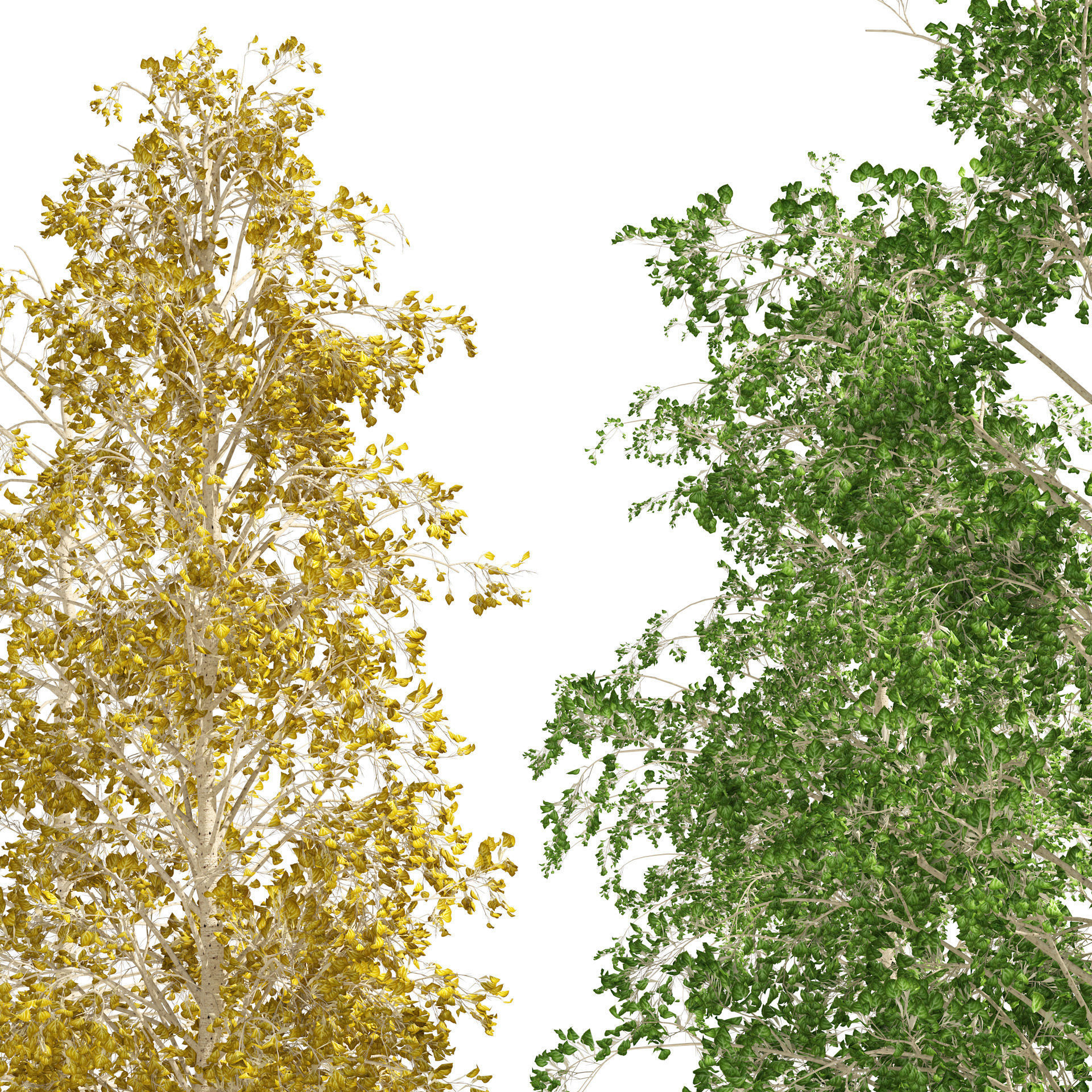Fall green and winter quaking aspen trees 3D model_1