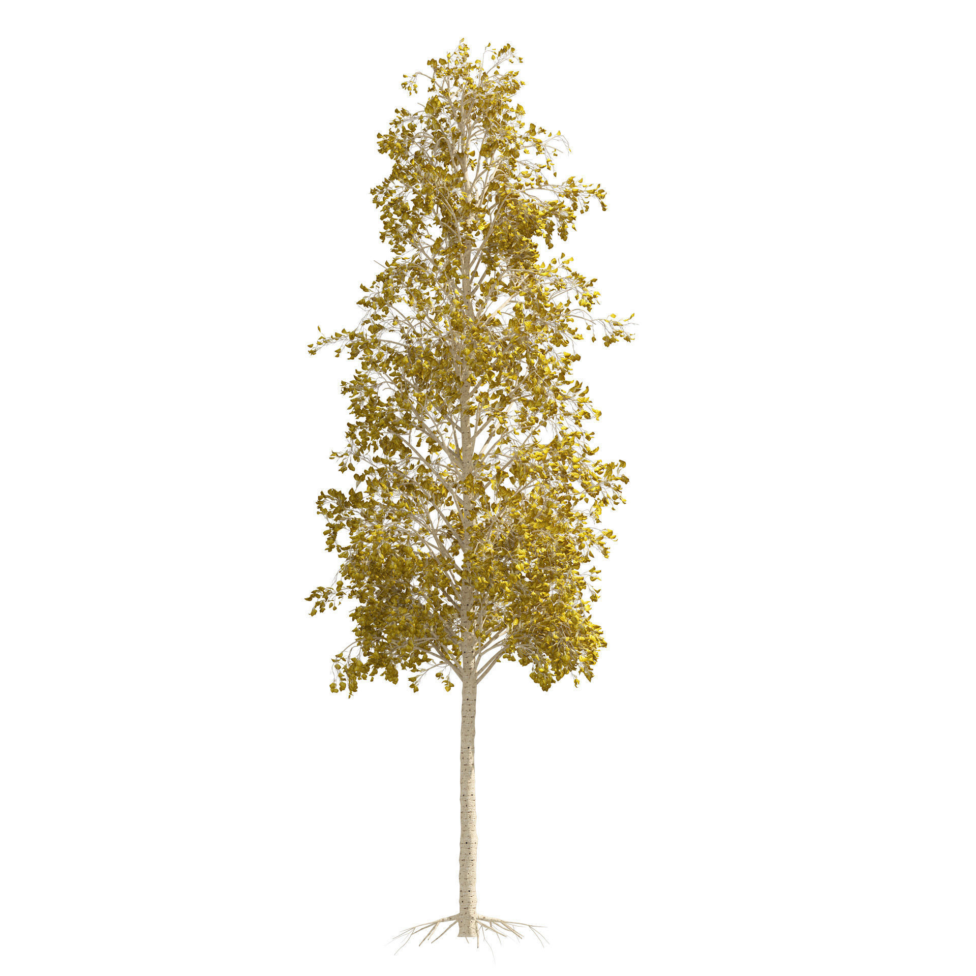Fall green and winter quaking aspen trees 3D model_3