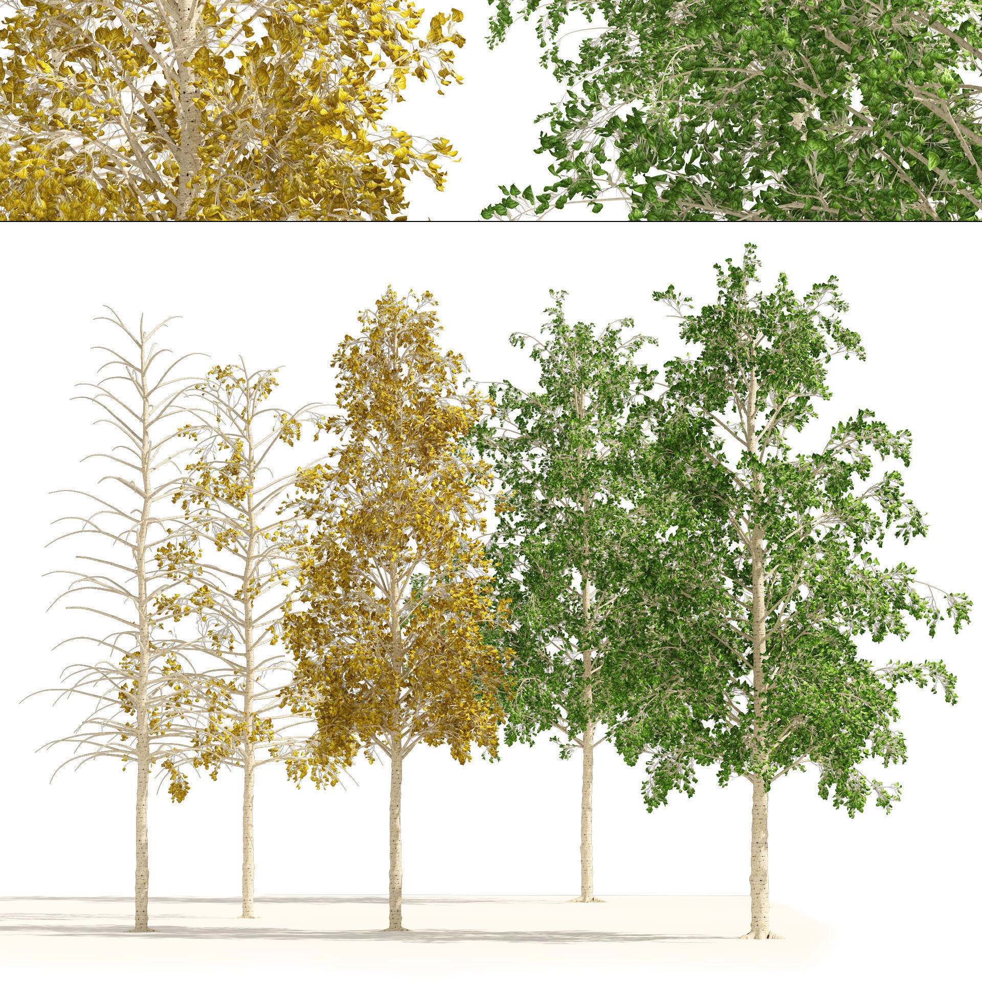 Fall green and winter quaking aspen trees 3D model_5