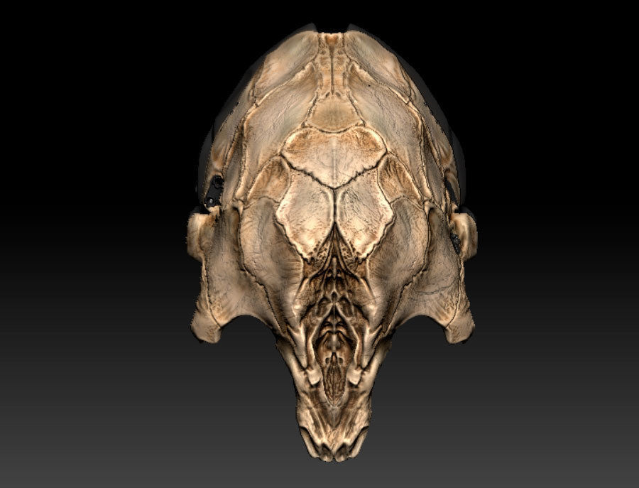 Feral Predator Mask prey 3D print model_5