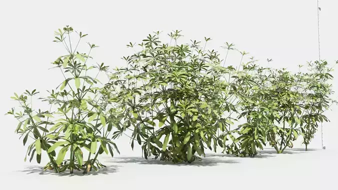 Galium plant with ruler