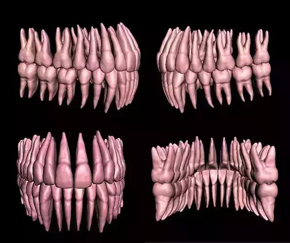 Anatomic Teeth with Roots Upper Lower Arch 3D Model Low-poly 3D model