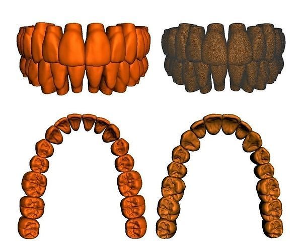 Anatomic Teeth Upper Lower Arch 3D Model Low-poly 3D model