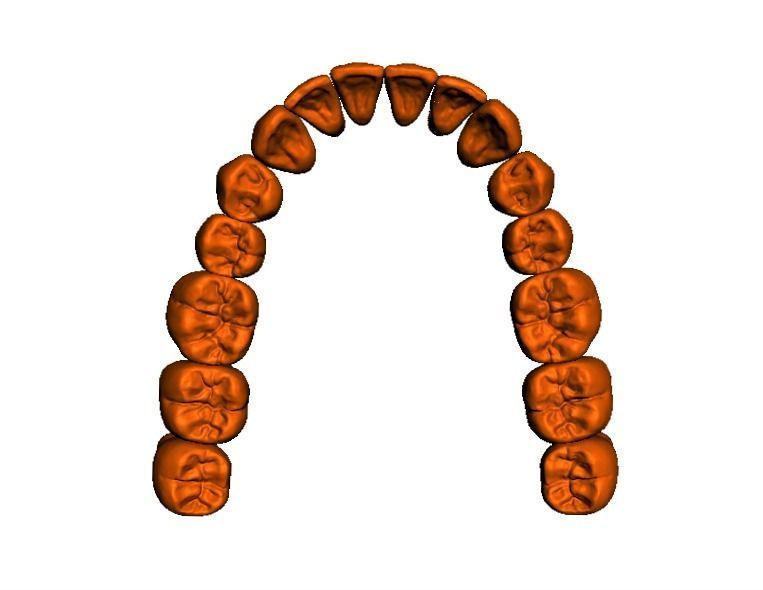  Anatomic Teeth Upper Lower Arch 3D Model Low-poly 3D model_5