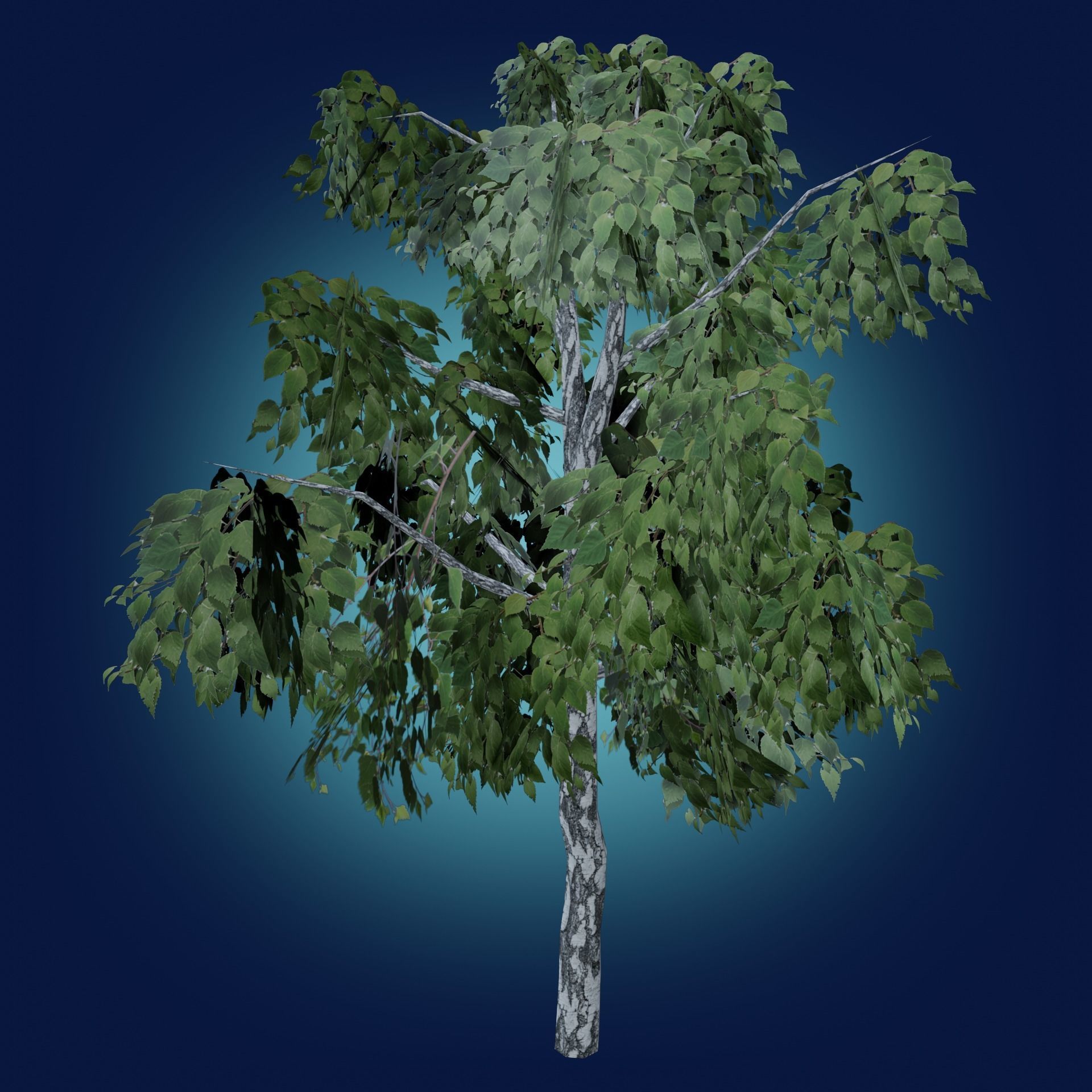 Birch tree low-poly PBR game ready Low-poly 3D model_17