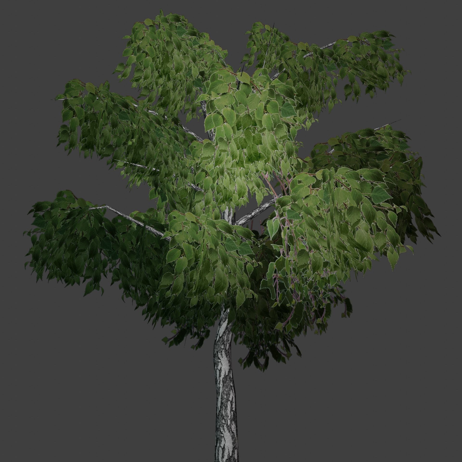 Birch tree low-poly PBR game ready Low-poly 3D model_12