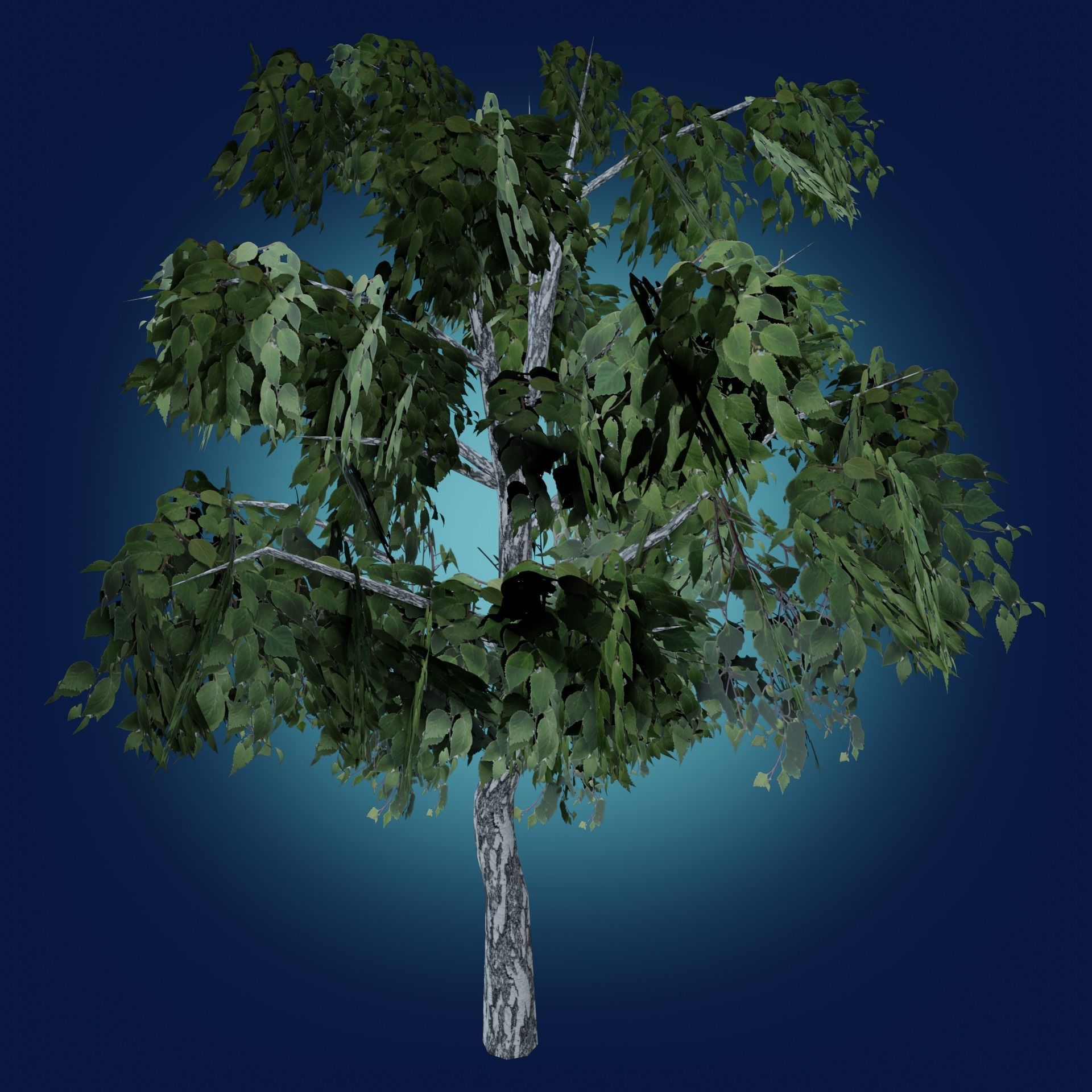 Birch tree low-poly PBR game ready Low-poly 3D model_15