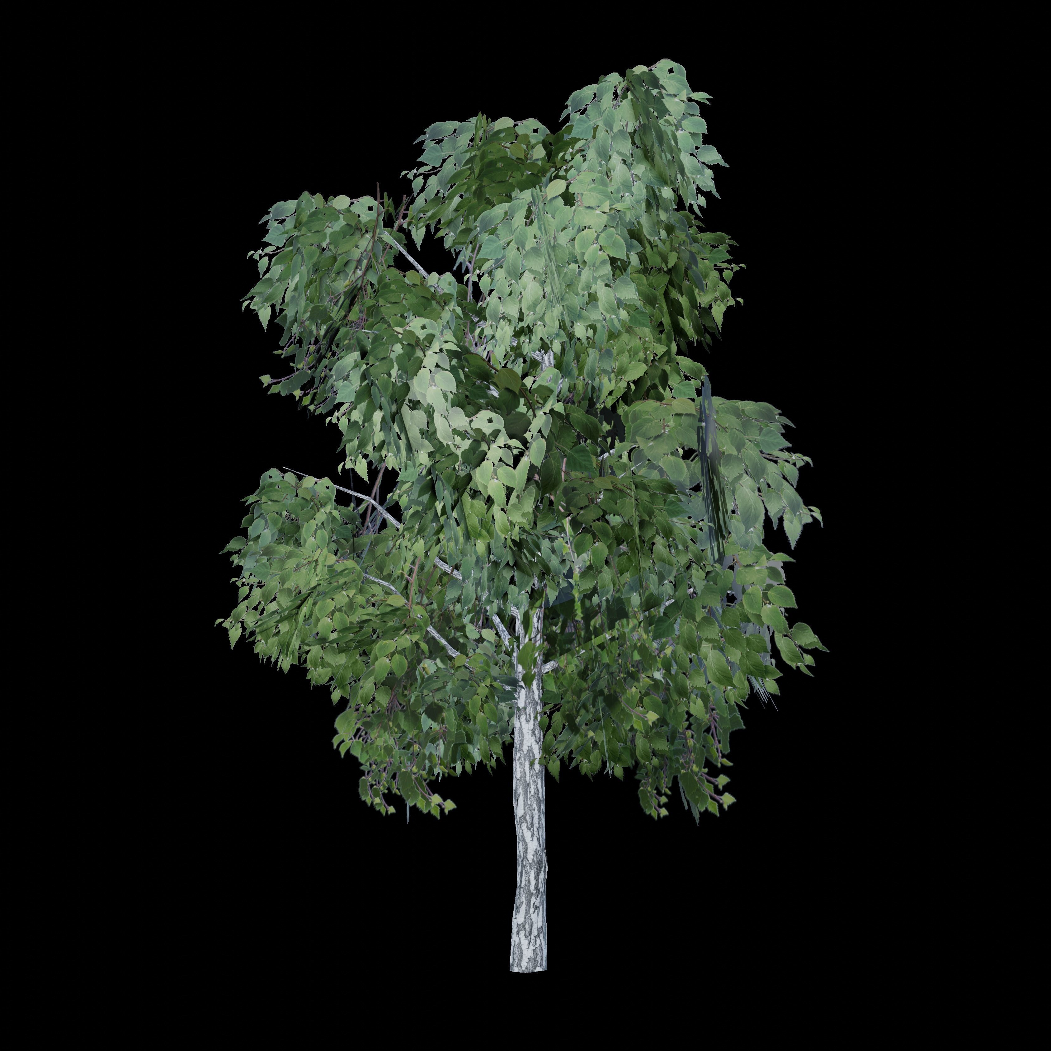 Birch tree low-poly PBR game ready Low-poly 3D model_14