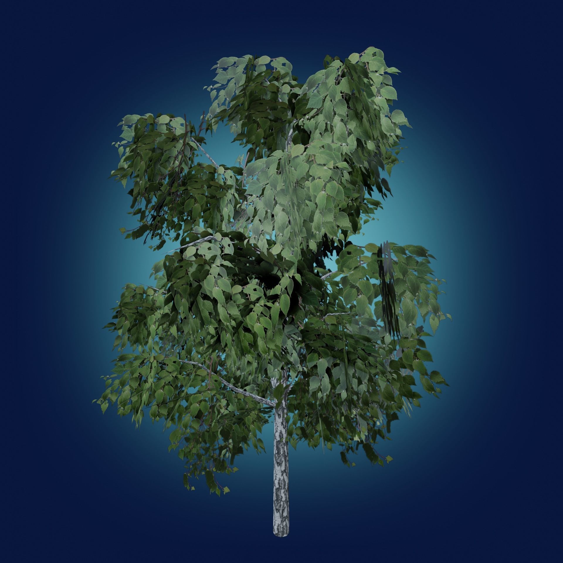 Birch tree low-poly PBR game ready Low-poly 3D model_16