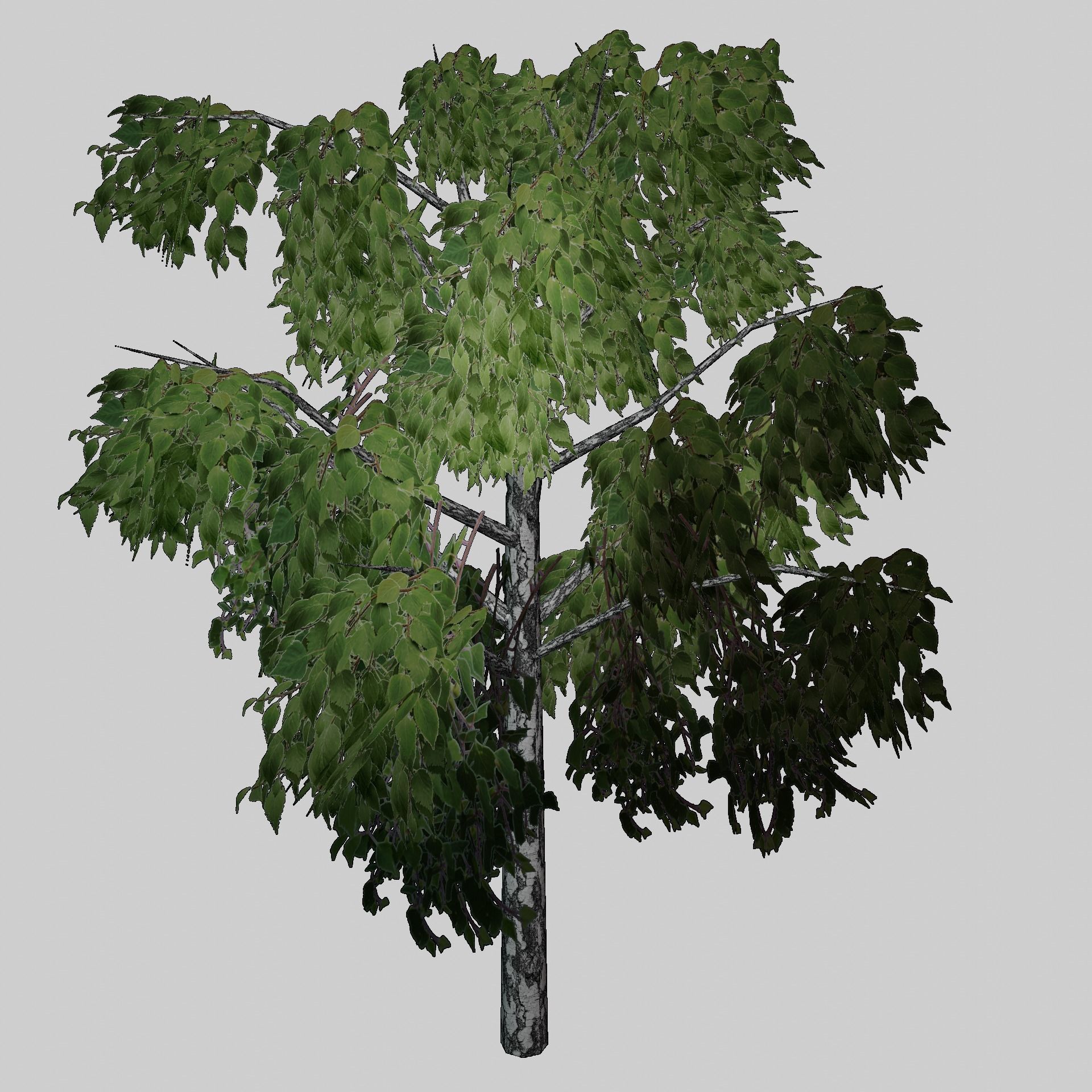 Birch tree low-poly PBR game ready Low-poly 3D model_4