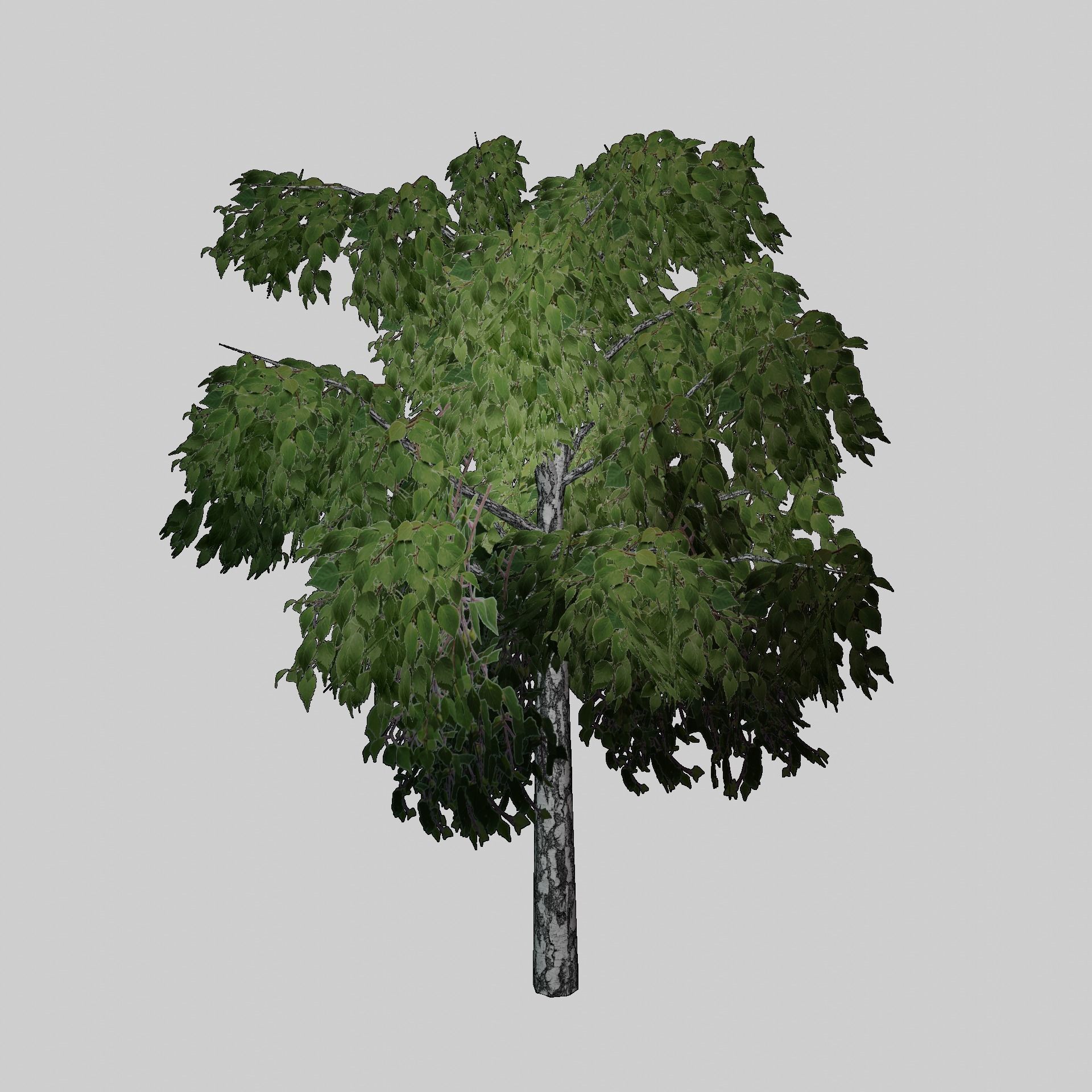 Birch tree low-poly PBR game ready Low-poly 3D model_1