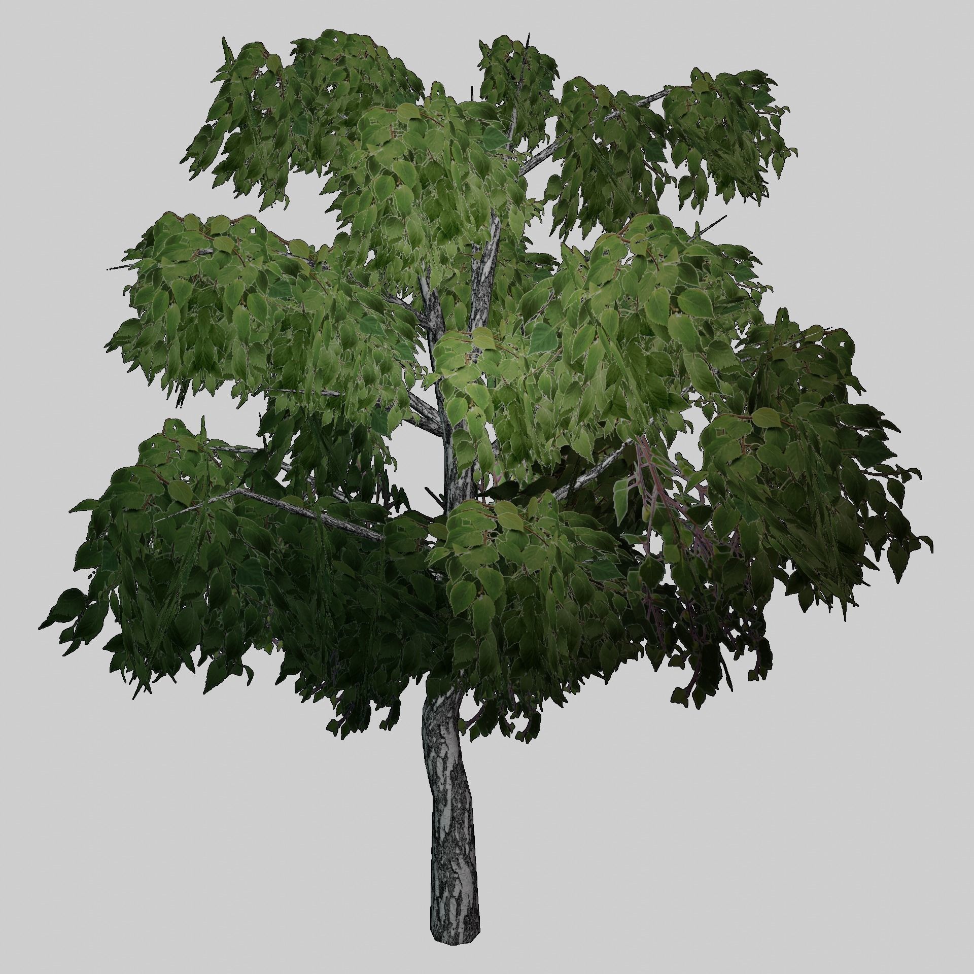 Birch tree low-poly PBR game ready Low-poly 3D model_2
