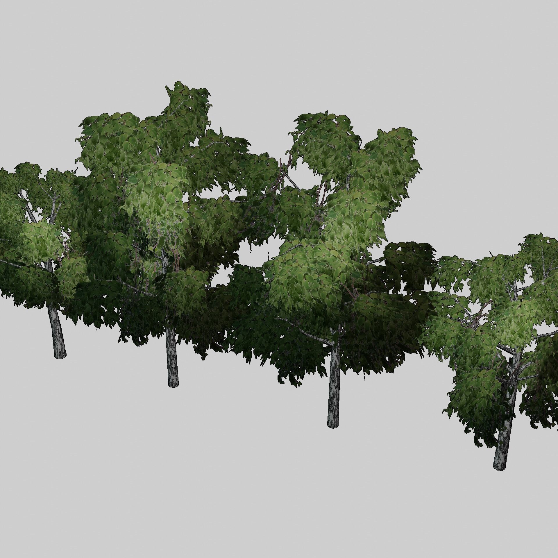 Birch tree low-poly PBR game ready Low-poly 3D model_7