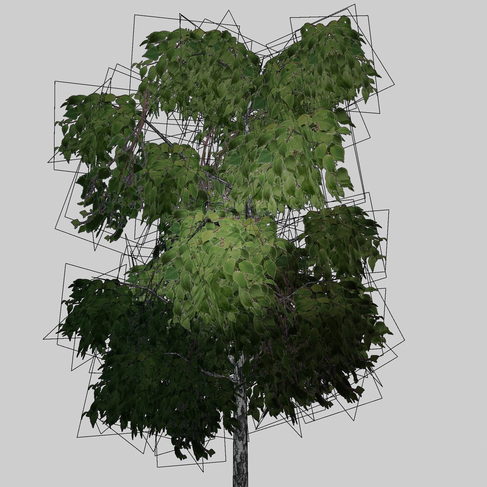 Birch tree low-poly PBR game ready Low-poly 3D model_5