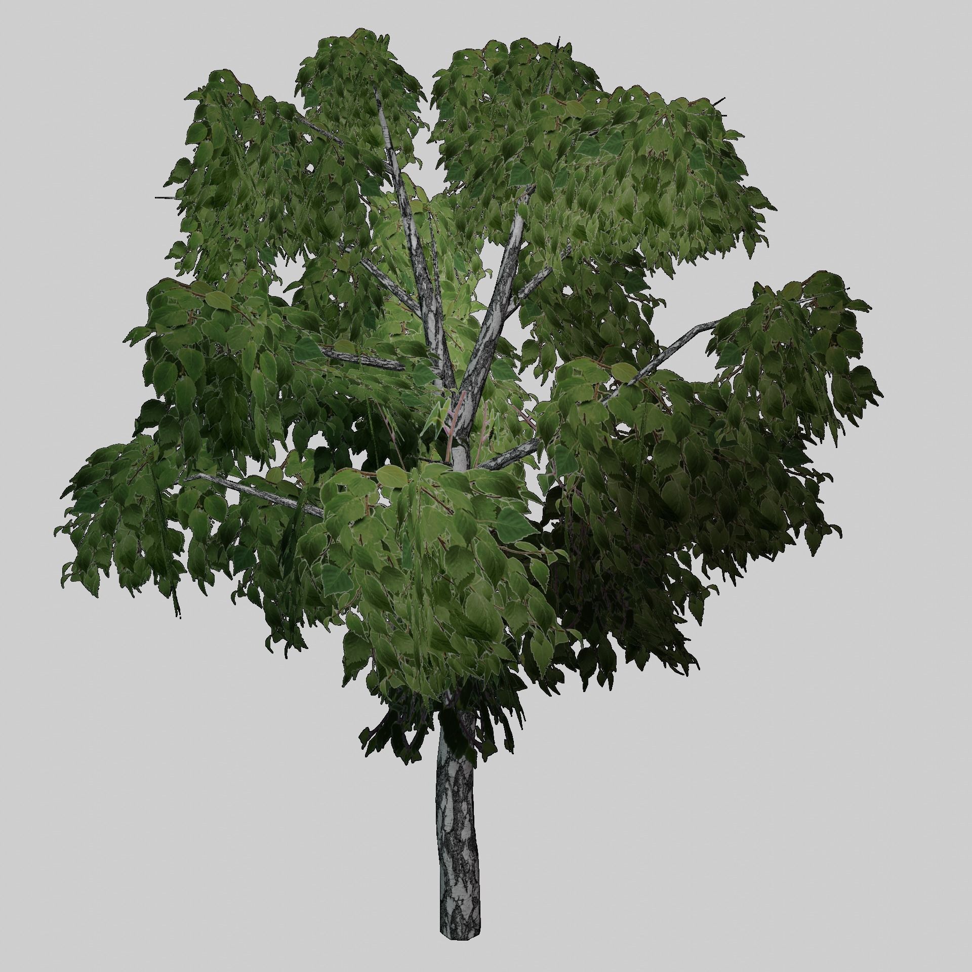 Birch tree low-poly PBR game ready Low-poly 3D model_3